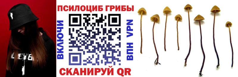 Псилоцибиновые грибы прущие грибы Канаш
